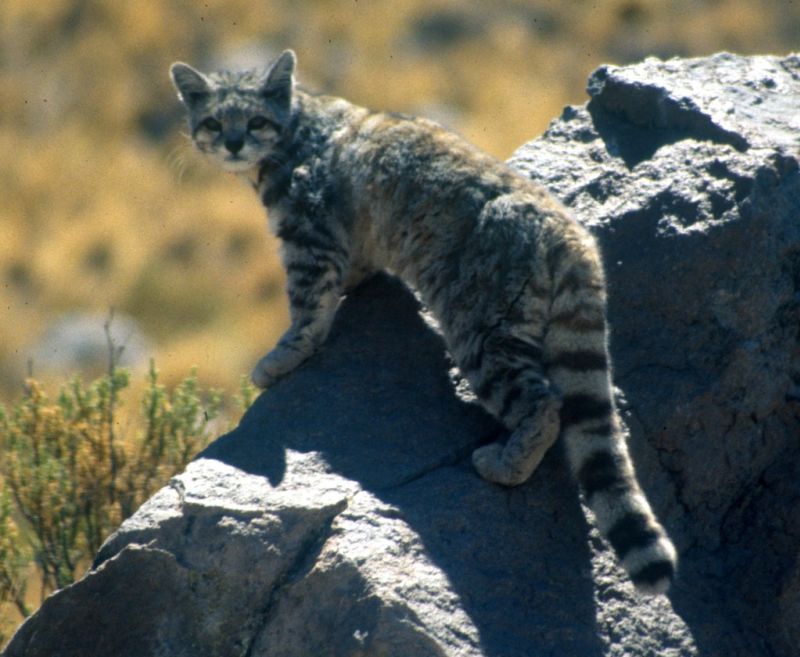 Andean mountain cat standing on a rock