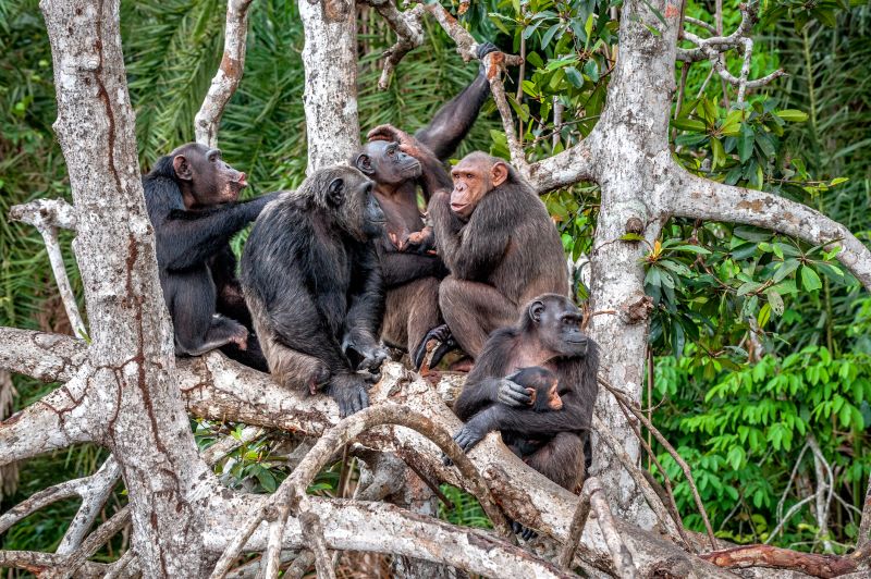 Group of Chimpanzee Pan troglodytes on mangrove branches. Mother-chimpanzee sits and holds on hands of the cub. Congo