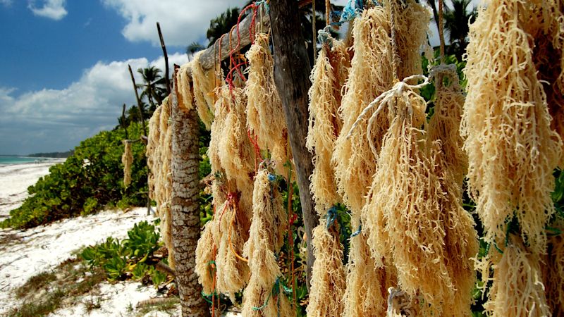 Drying seaweed at sweaweed farm in Paje beach, Zanzibar