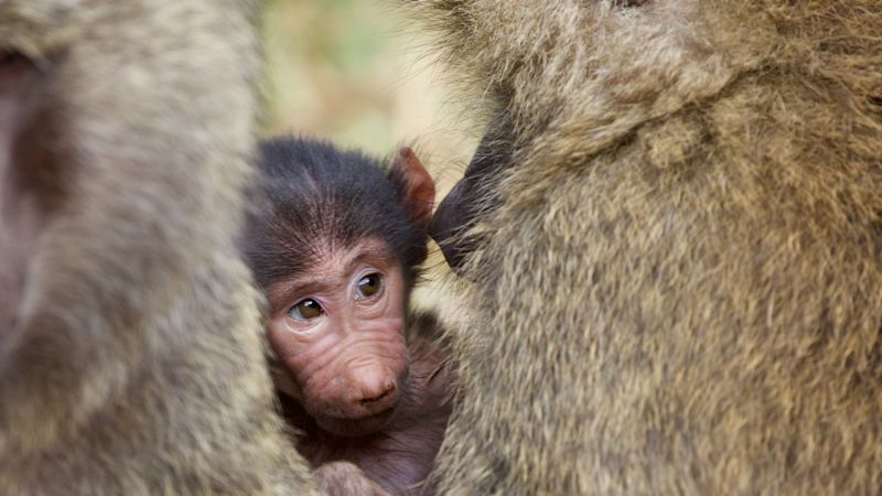Infant olive baboon