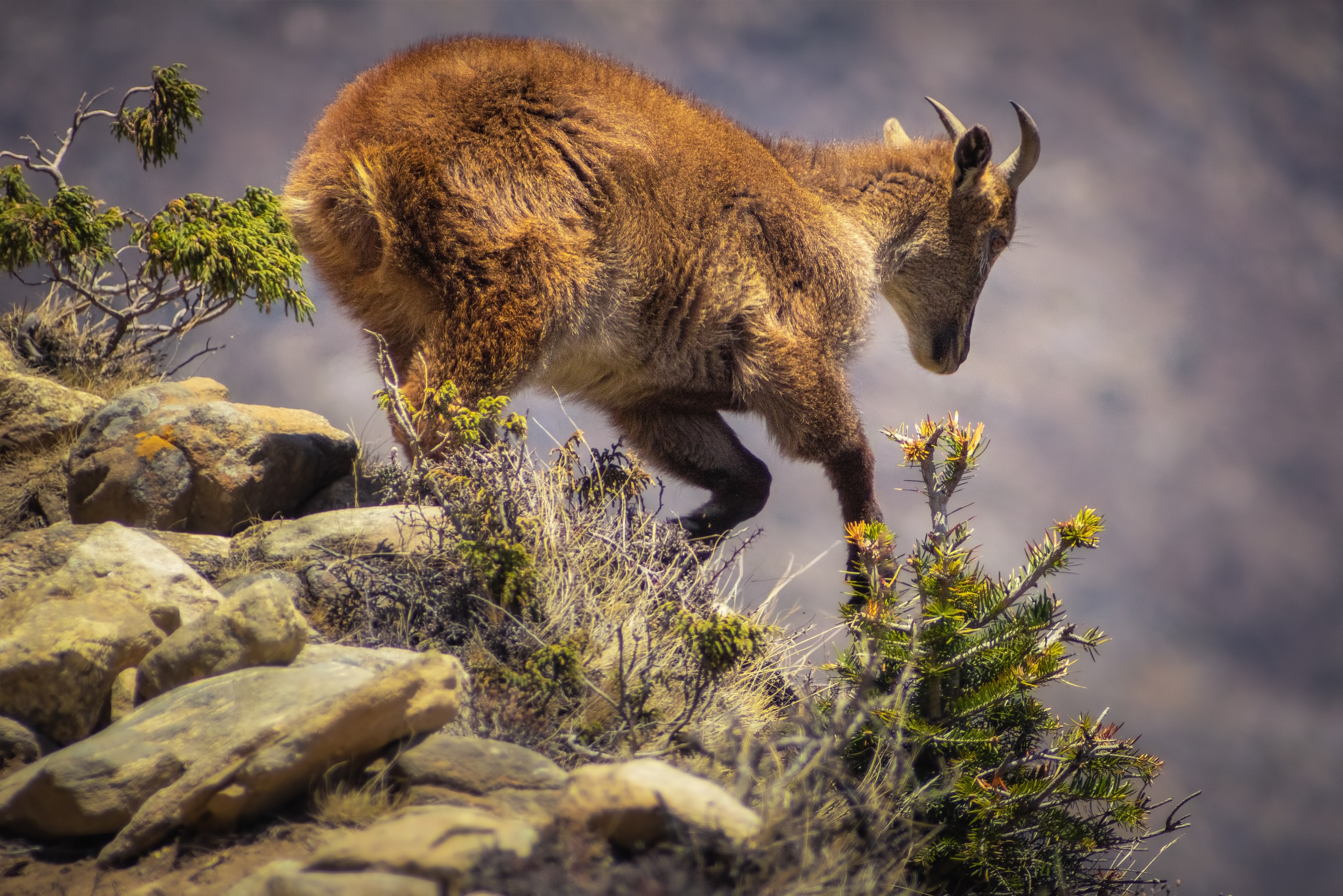 Himalayan tahr in the rocky mountain habitat. Animals in the Himalayas. Nepal. (1)