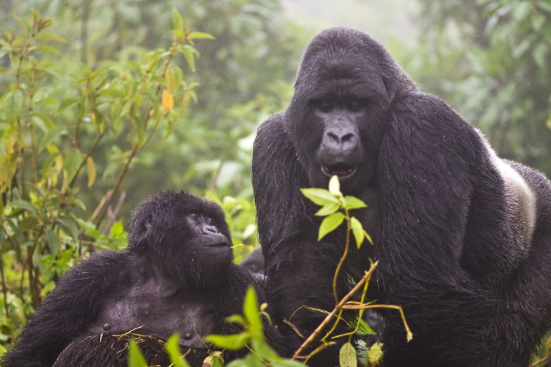 Mountain gorillas from group 13 in Volcanoes National Park in Rwanda.