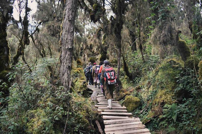 Hiking in the beautiful Rwenzori Mountains