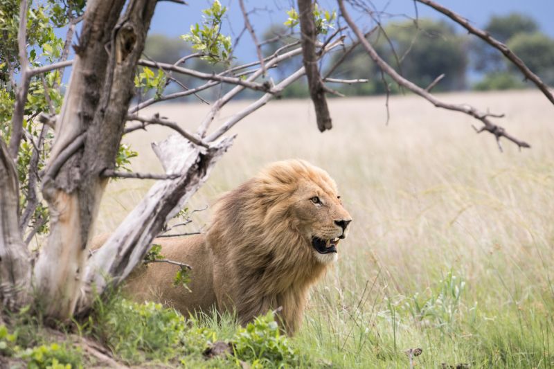 A windswept young pride male Lion during the green season at Moremi Game Reserve in Botswana (1) (1)
