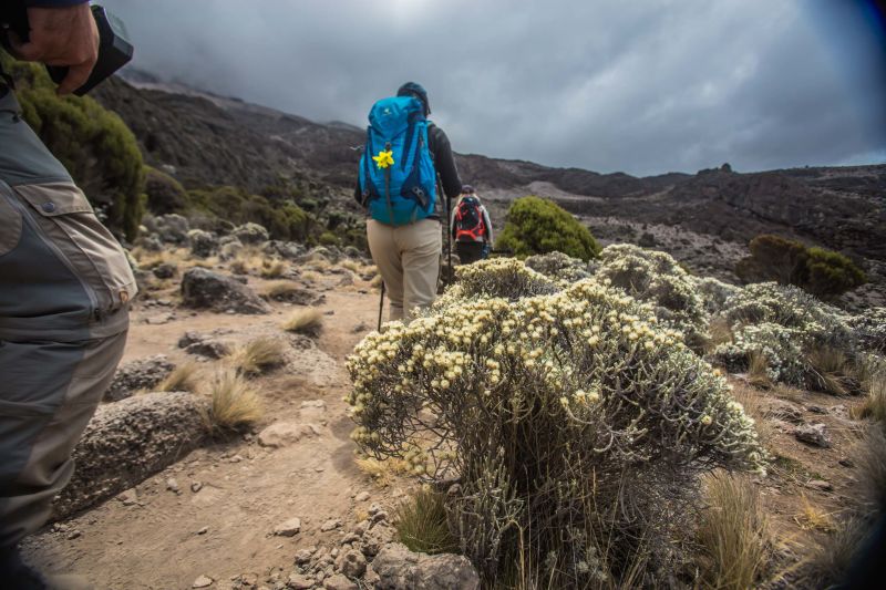Low angle of trekkers from behind as they walk along path in moorland zone of Kilimanjaro and heading towards Karanga Camp