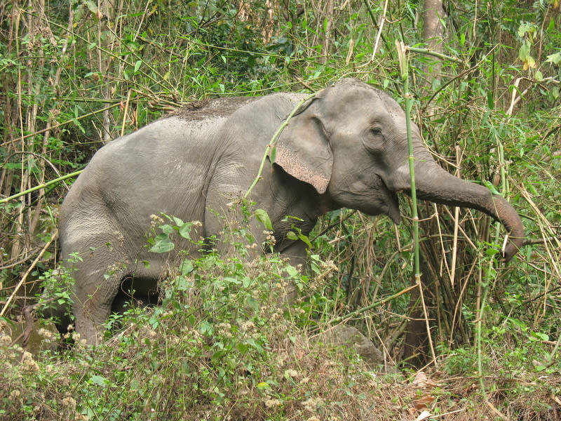 Asian elephant in Manas Royal National Park, Bhutan