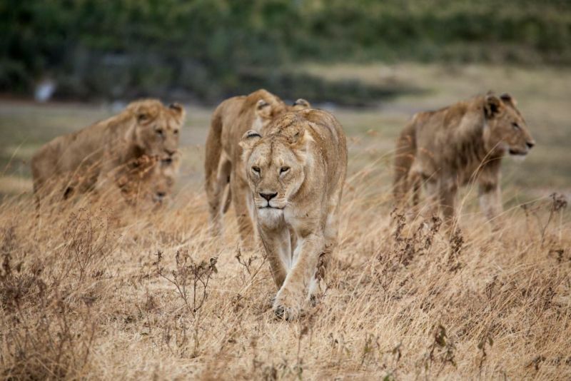 Lionesses walking in the grass, Big Five