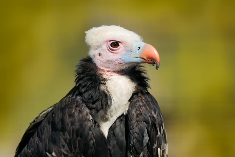 White-headed vulture, Trigonoceps occipitalis, detail head portrait of bird, sitting on the tree branch with blue sky. Wildlife scene from nature, South Africa