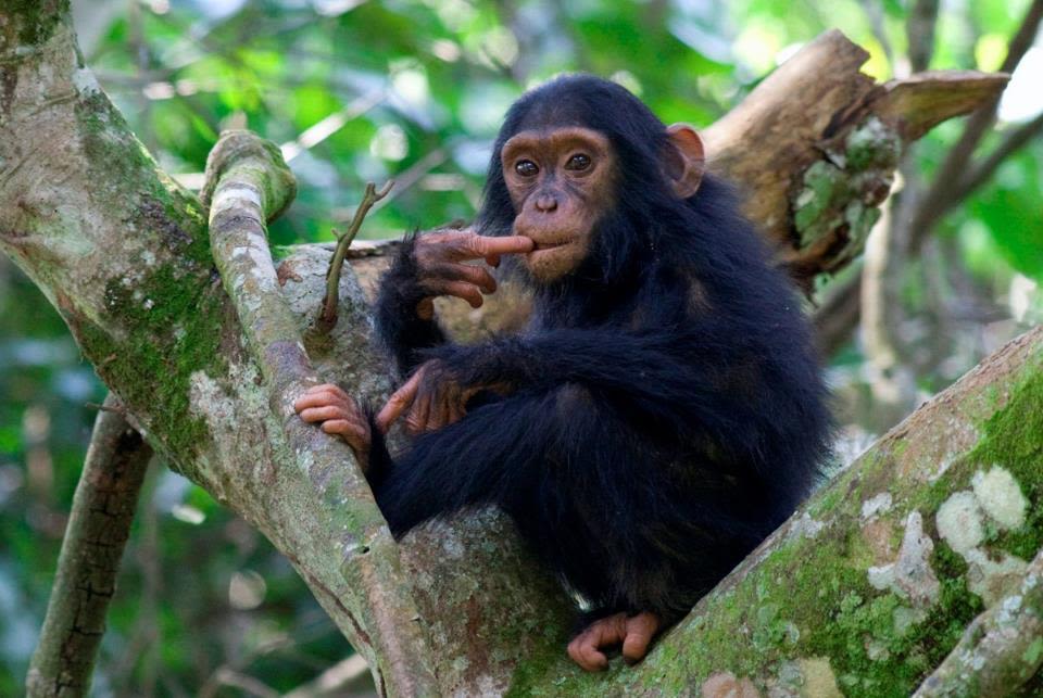 Chimpanzee seen during a trek in Uganda
