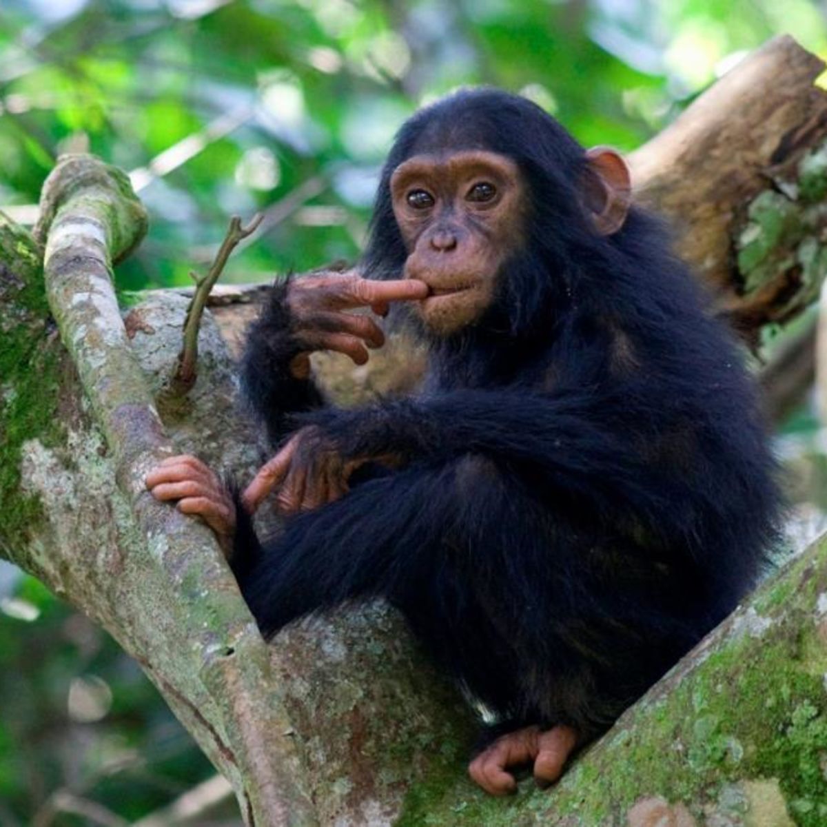 Chimpanzee seen during a trek in Uganda