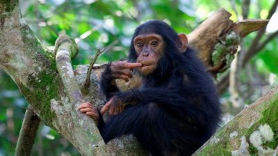 Chimpanzee seen during a trek in Uganda