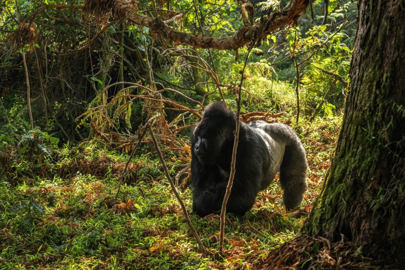 Mountain gorilla - Gorilla beringei, endangered popular large ape from African montane forests, Mgahinga Gorilla National park, Uganda
