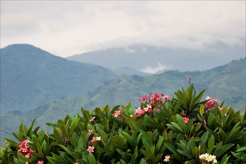 View of the mountains of Bwindi Impenetrable National Park with mist and pink frangipanis in the foreground