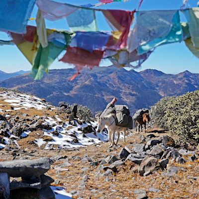 Horses carrying packs going over mountain pass in Bhutan, prayer flags above them