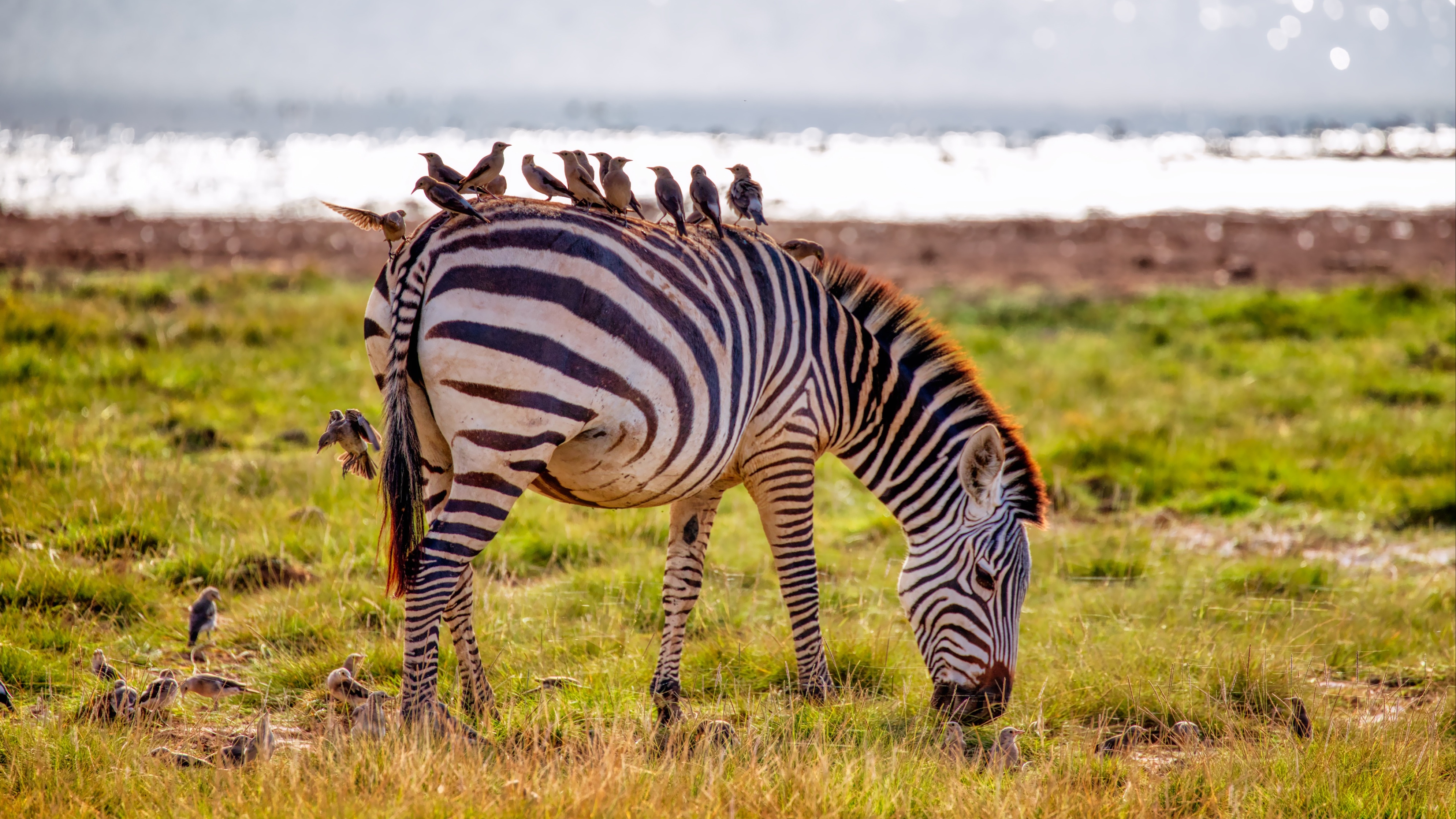Zebra and birds