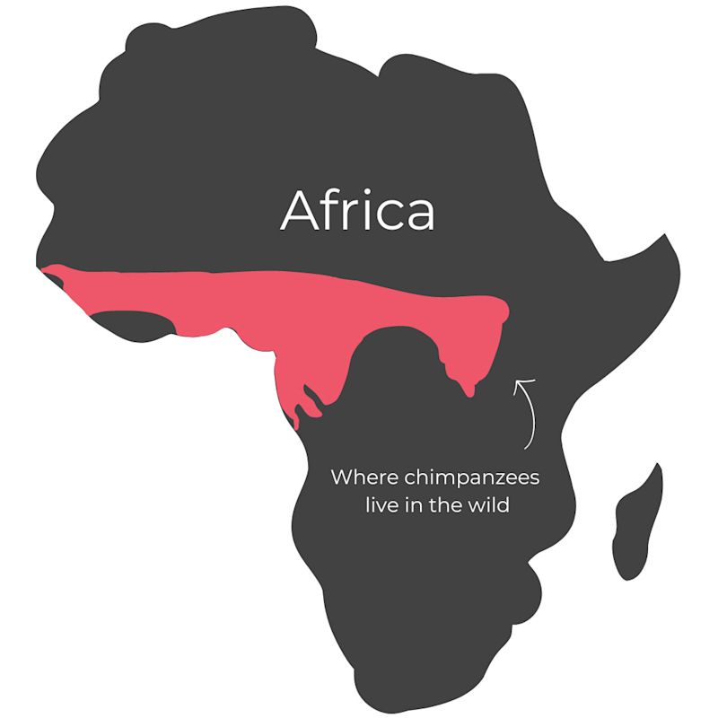 Africa map showing distribution of chimps