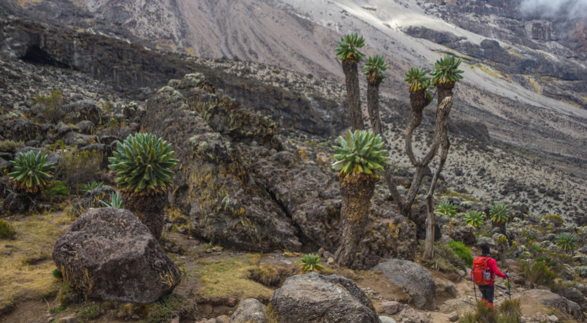Trekker on Kilimanjaro