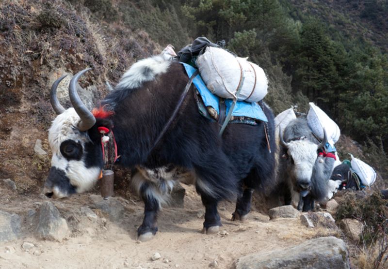 Caravan of dzo yak in the Nepal Himalaya