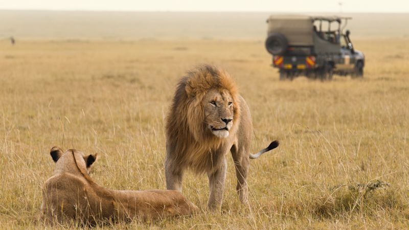 African lion couple and safari jeep in Kenya