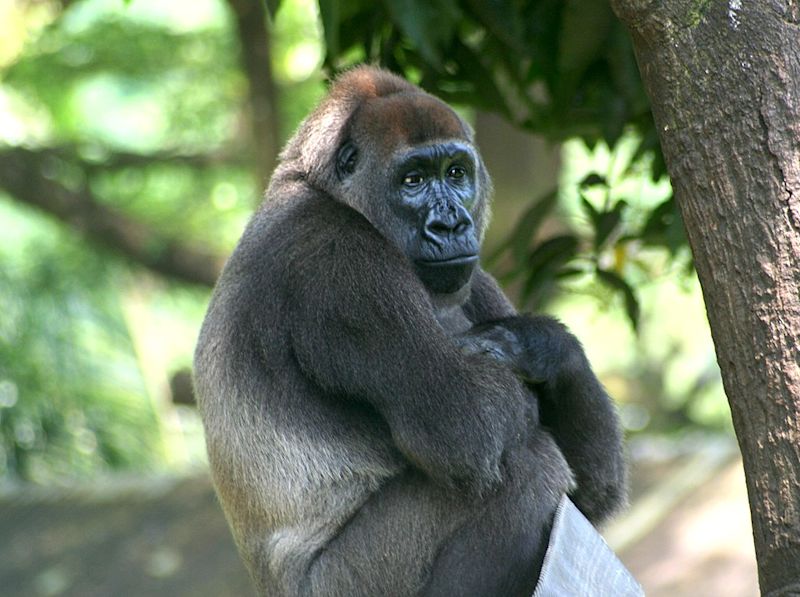 Cross river gorilla