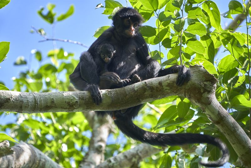 Spider monkey mother and infant seated in a tree in Peruvian Amazon rainforest