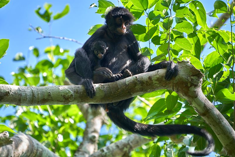 Spider monkey mother and infant seated in a tree in Peruvian Amazon rainforest