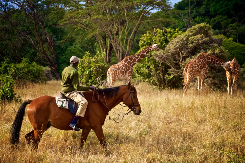 Ranger on horse by giraffes, African horse riding safari