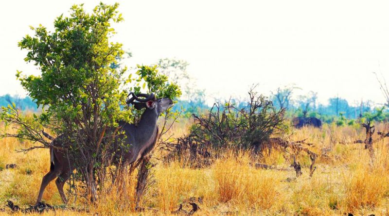 Kudu-on-Chiefs-Island-Botswana-1024x570.jpg