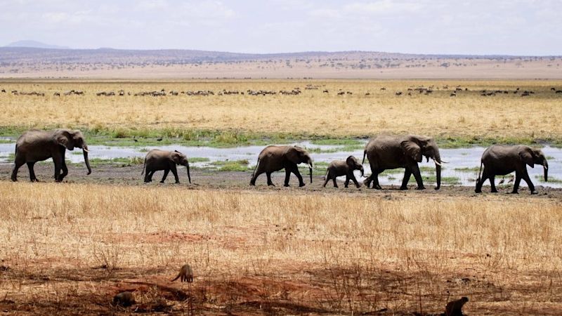 Elephants in Tarangire National Park