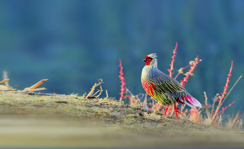 Blood pheasant