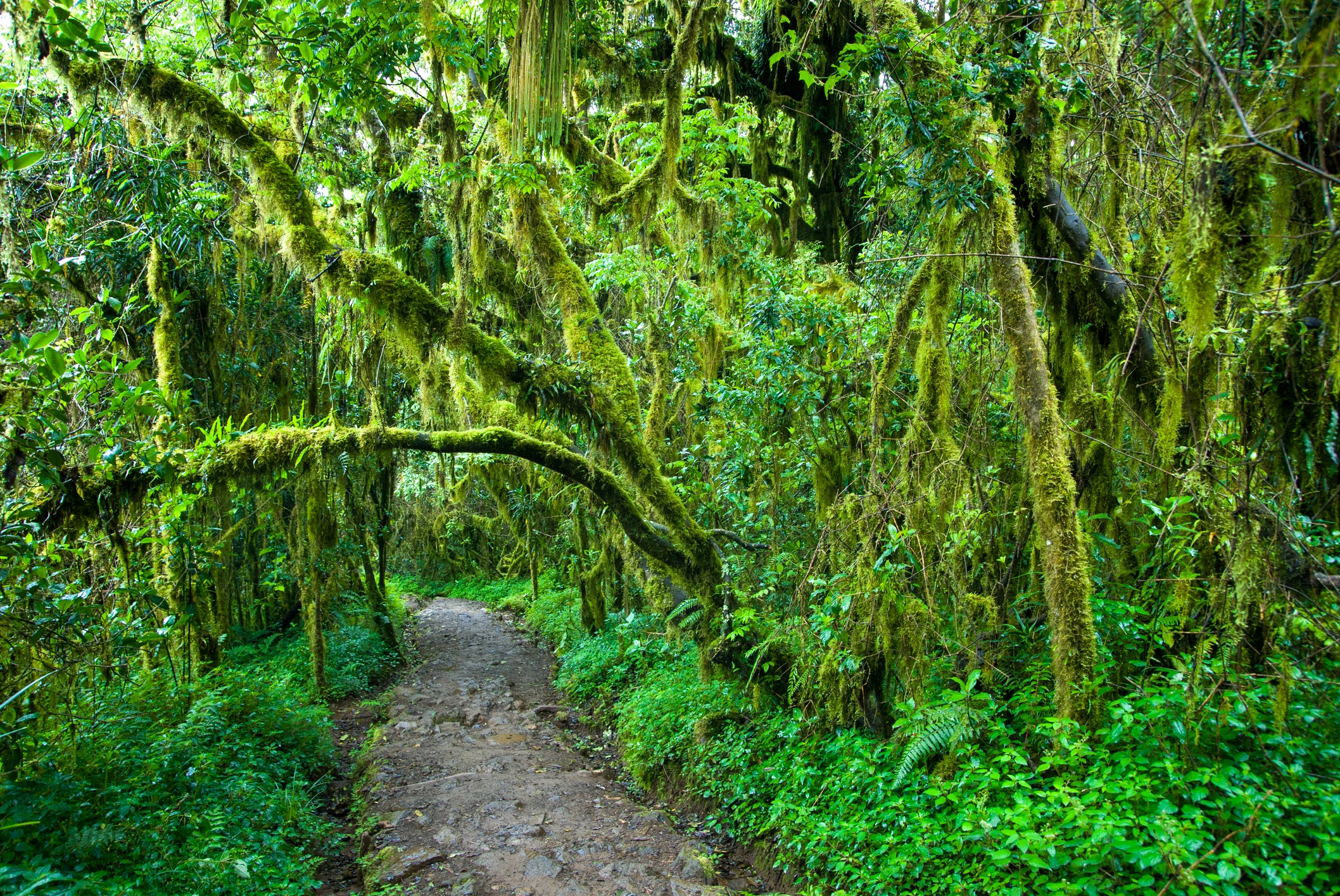 A section of the Marangu trail leading to Mandara Hut, Kilimanjaro