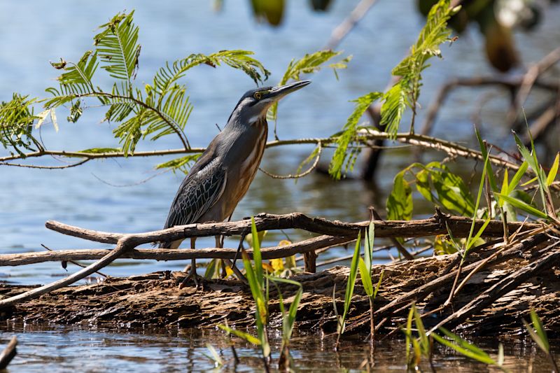 Heron (striated heron) hunting over the Sandoval lake. Tambopata, Peru