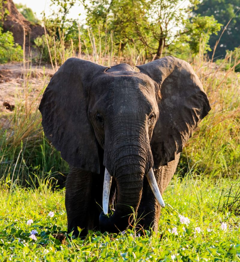 Elephant in Zambezi River