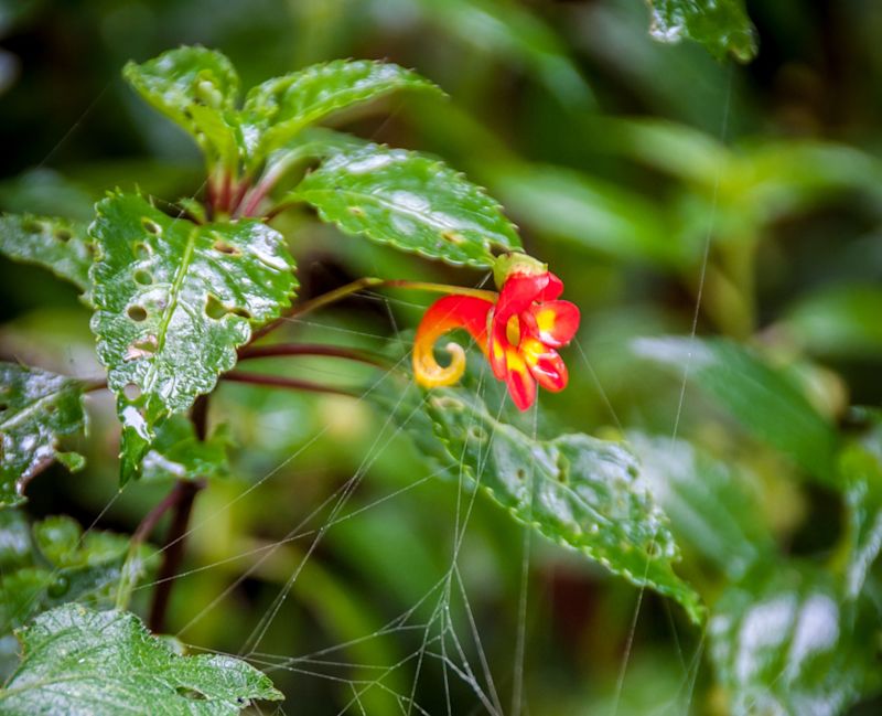 Kilimanjaro impatiens, wildflower in rainforest, Tanzania vegetation