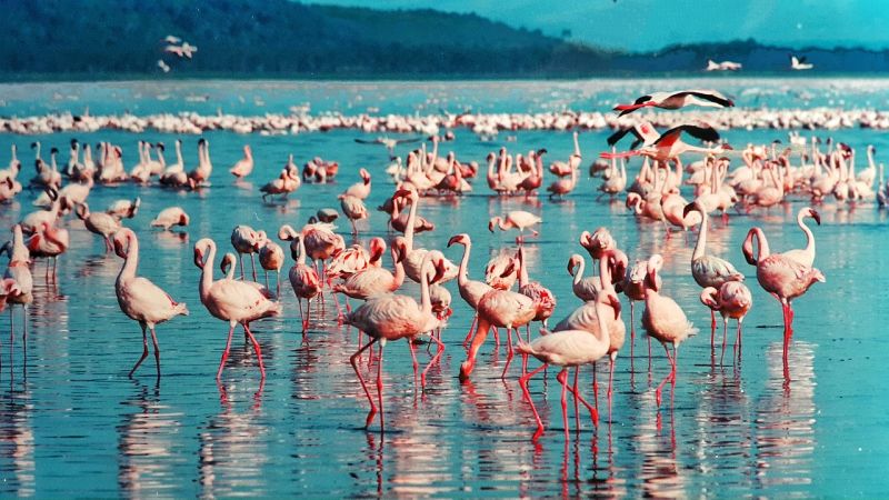 Pink flamingoes on Lake Nakuru, Kenya safari