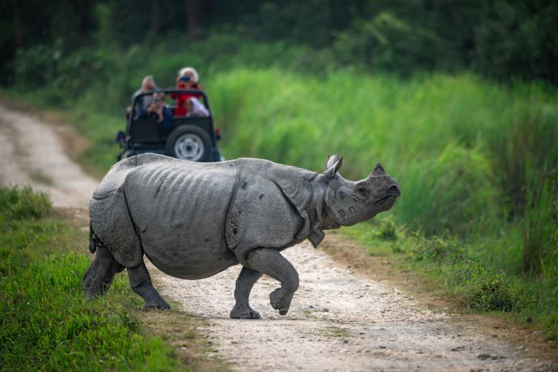 Adult Indian rhinoceros crossing a safari trail at Kaziranga National Park, Assam, India