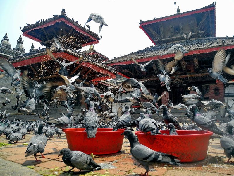 kathmandu pigeons temple Nepal