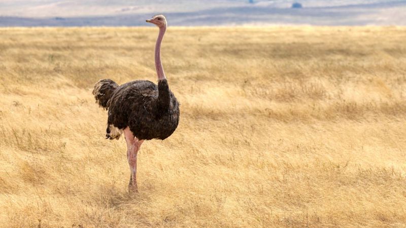 Ostrich Ngorongoro Crater, best time for safari in Tanzania
