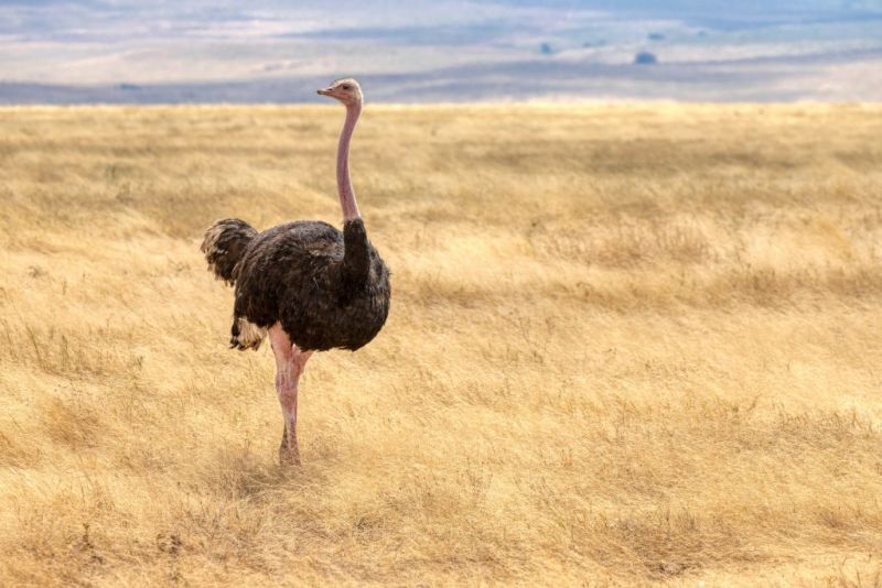 Ostrich Ngorongoro Crater, best time for safari in Tanzania
