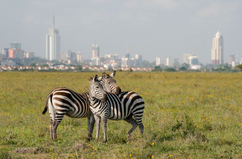 Zebras in Nairobi National Park with cityscape behind, Kenya safari (1)