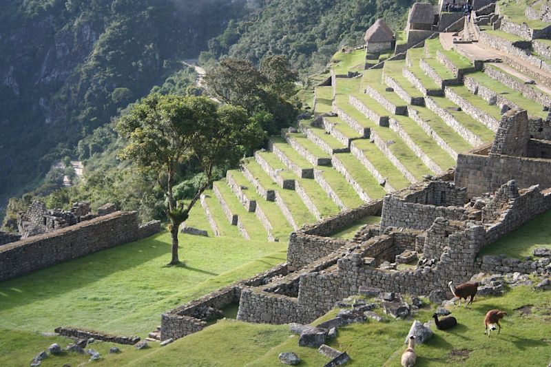 Llamas on the Inca Trail, Machu PIcchu, Peru