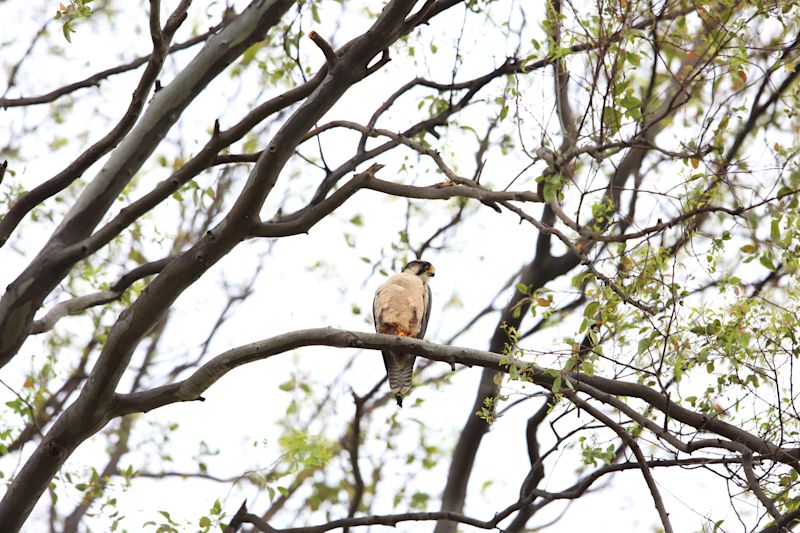 Lanner falcon (Falco biarmicus) in Nyungwe National Park, Rwanda