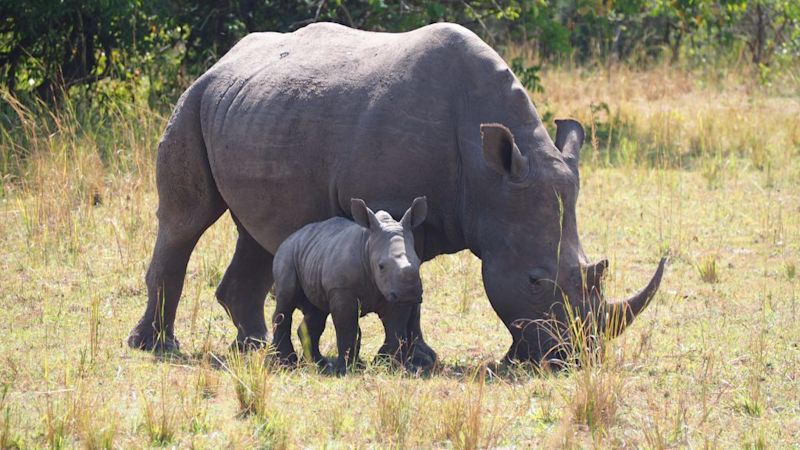 Black rhinos