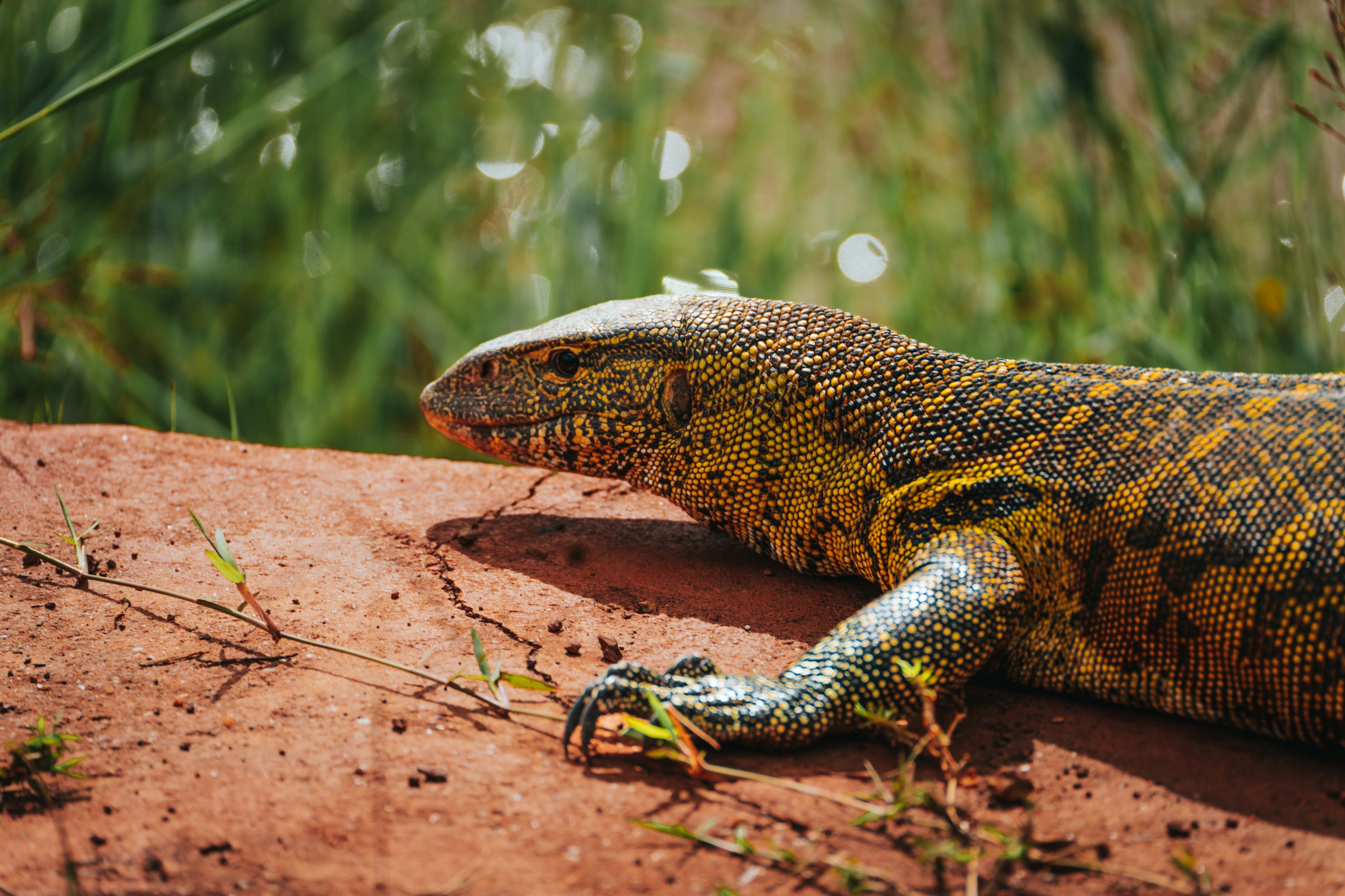 Nile Monitor Lizard in Akagera National Park, Rwanda