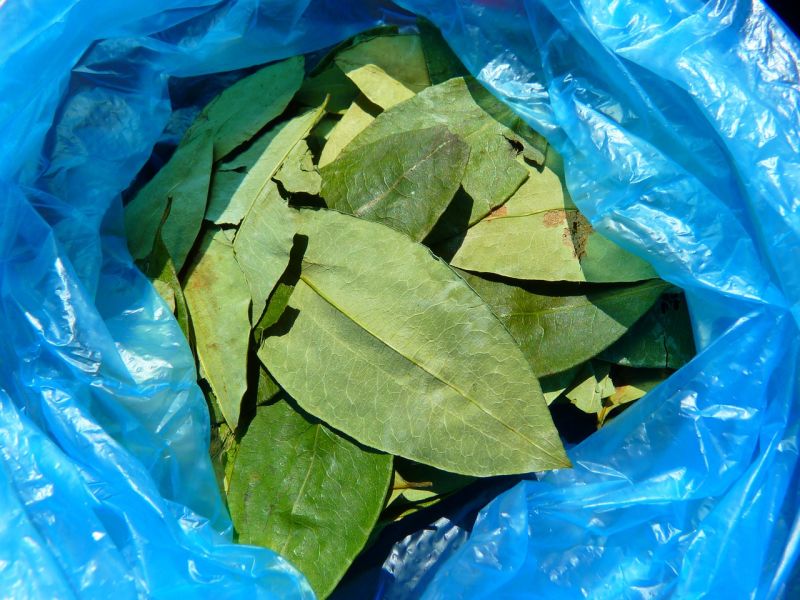 Coca leaves in blue plastic bag, Peru