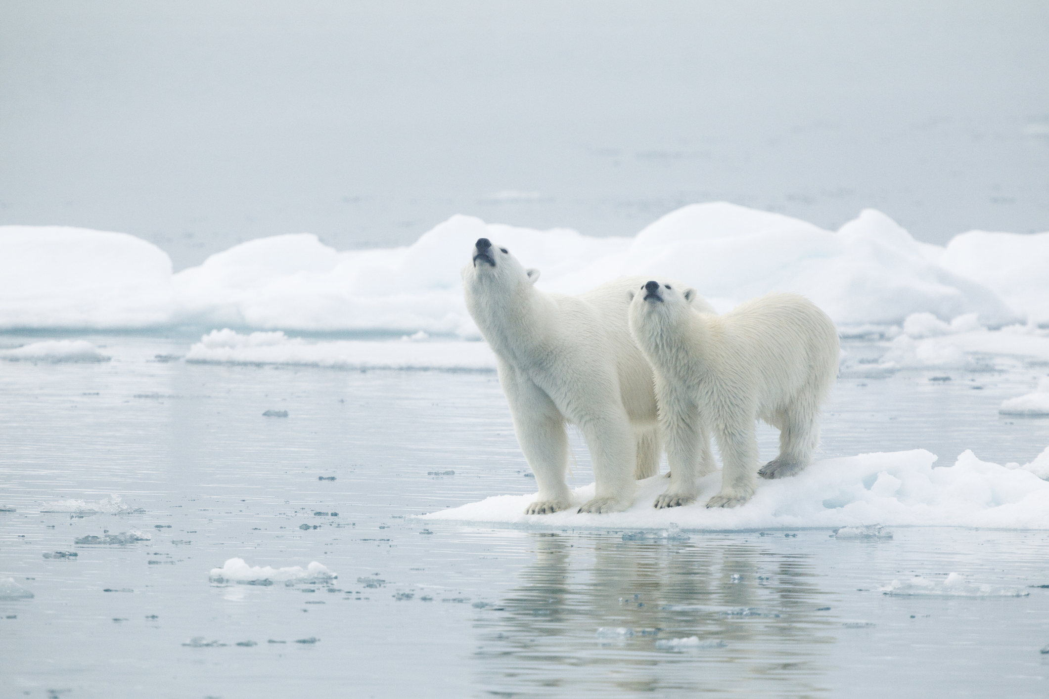 Male and female polar bear on iceberg or floe with sea in foreground, Svalbard, Norway.