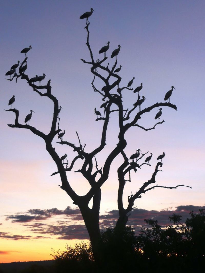 Storks in tree at sunset, Tarangire National Park