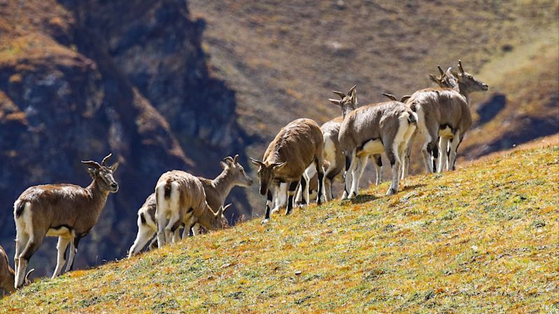 Pur. Blue sheep on hillside in Bhutan