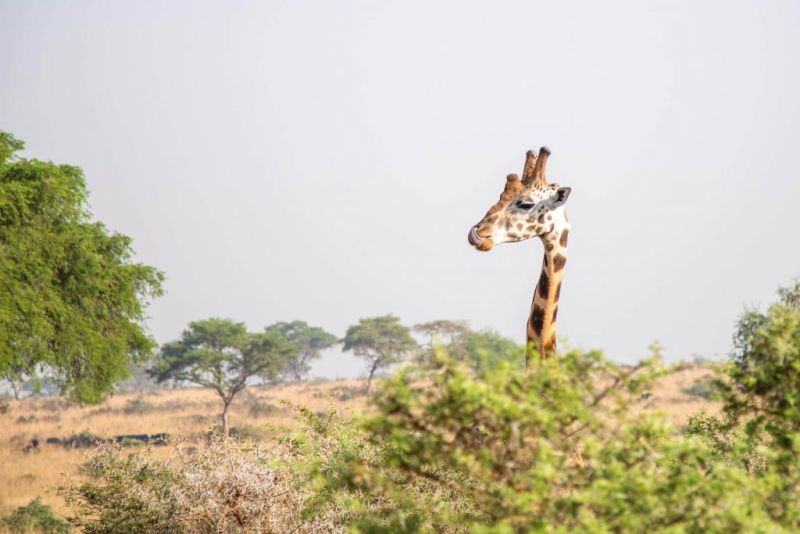 Giraffe at game park in Uganda