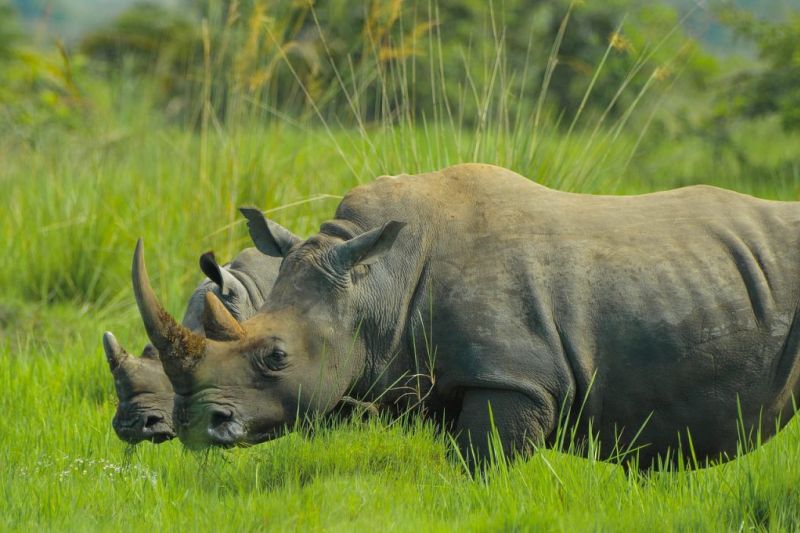 Two rhinos (Big Five) in lush grass in Uganda
